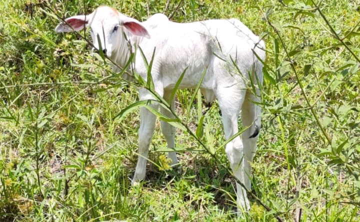 Bezerro que estava com a vaca levada pelos ladrões - Foto: WhatsApp/Jornal da Nova